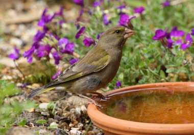 Greenfinch clipart