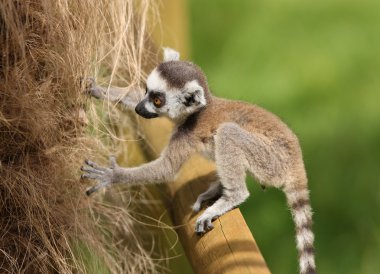 Bebek ring-tailed Maki