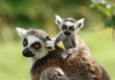 Ring-Tailed Lemur clipart