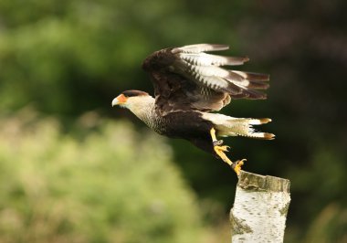 Caracara clipart