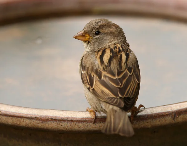 Σπίτι sparrow — Φωτογραφία Αρχείου
