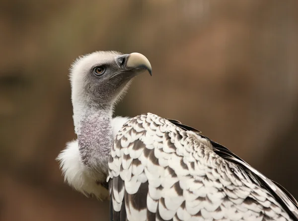 Buitre leonado — Foto de Stock