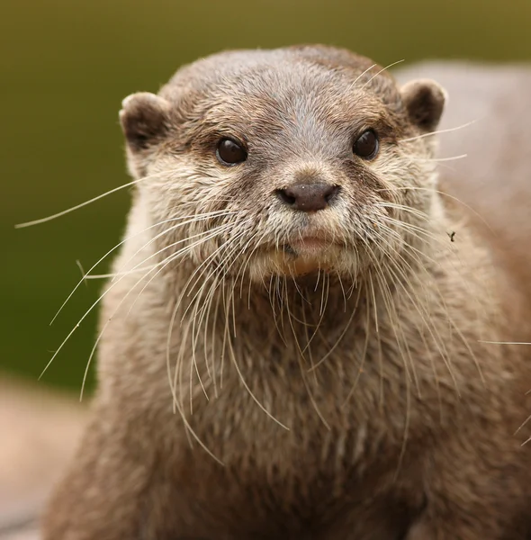Східні короткий пазуристі Otter — стокове фото