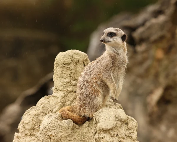 Meerkat — 스톡 사진