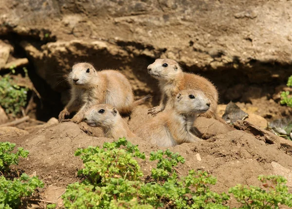 Black-Tailed Prarie Dogs — Stock Photo, Image