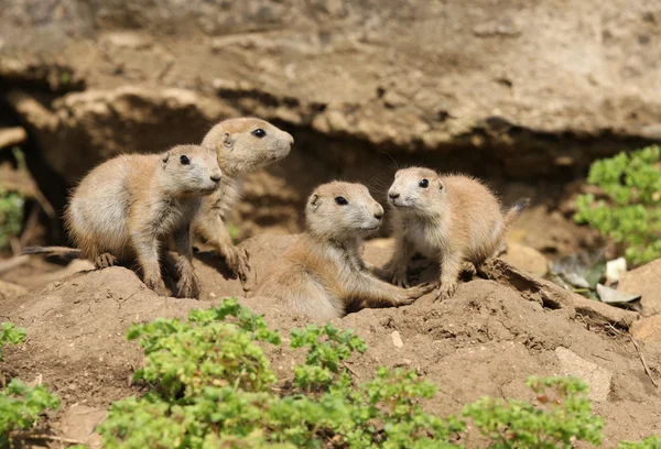 Black-Tailed Prarie Dogs — Stock Photo, Image