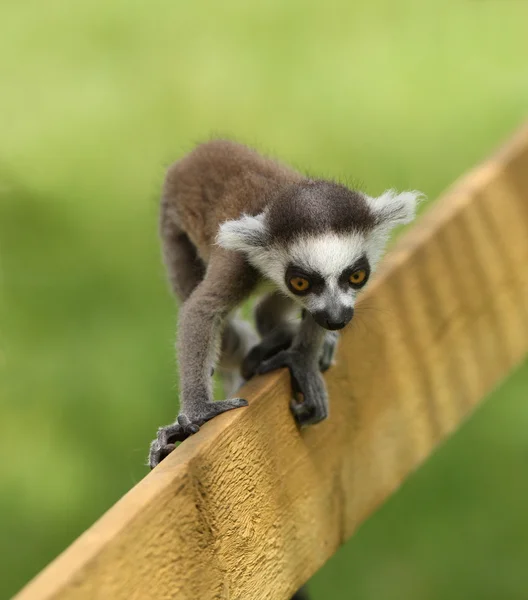 Lemur de cauda de anel de bebê — Fotografia de Stock