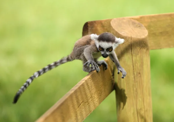 Anello-coda Lemur bambino — Foto Stock
