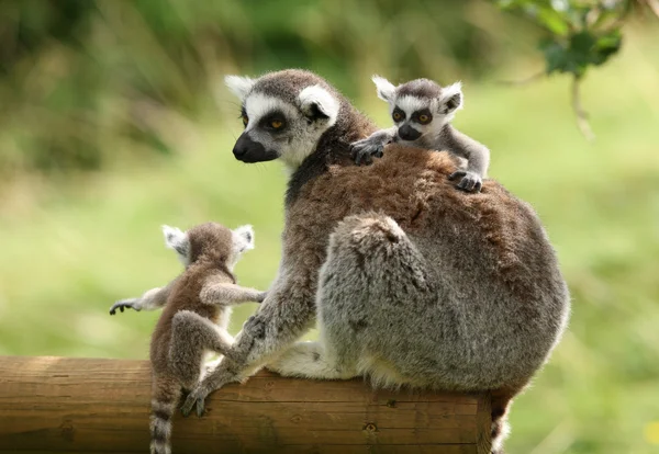 Ring-Tailed Lemur — Stock Photo, Image