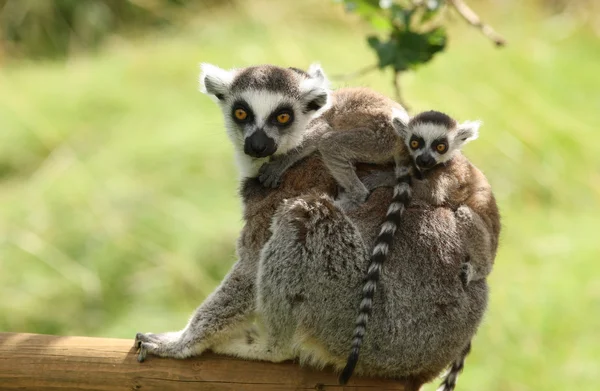 Ring-Tailed Lemur — Stock Photo, Image