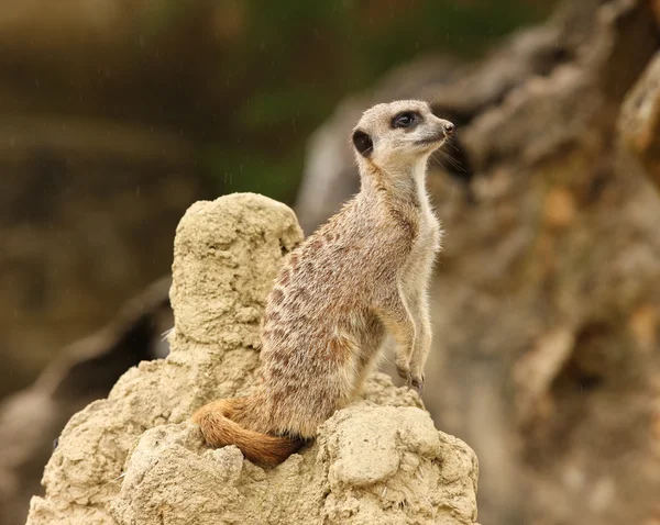 Meerkat — Foto Stock
