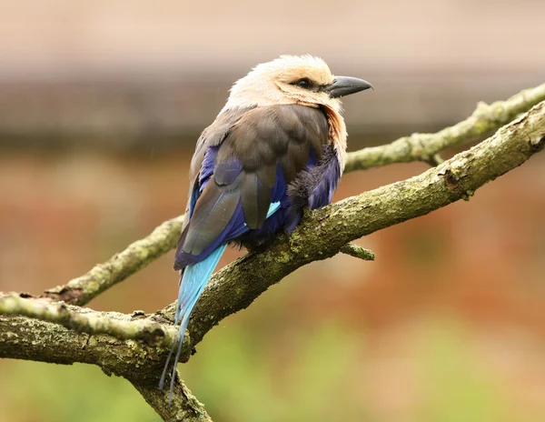 Blue Winged Kookaburra — Stock Photo, Image
