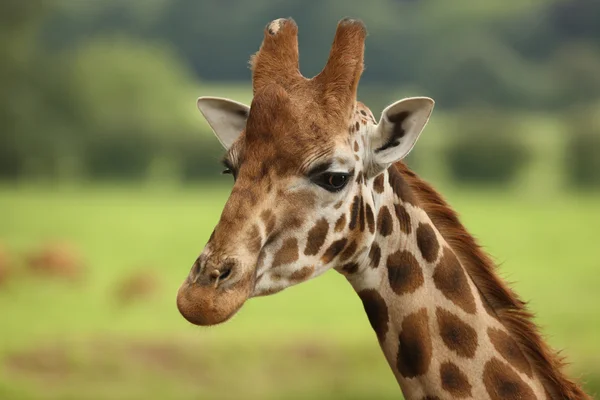 stock image Male Girafffe