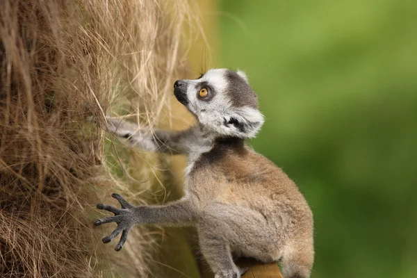 Baby Ring-Tailed Lemur — Stock Photo, Image