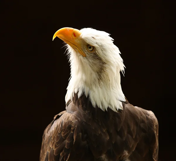 Bald Eagle — Stock Photo, Image