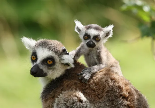 Lemur Kata Stock Snímky