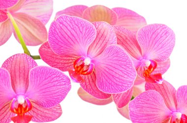 Pembe orkide çiçeği.