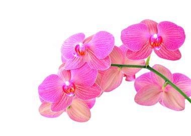 Pink orchid flower clipart