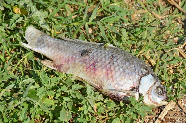 stock image Dead fish and fly