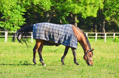 Horse in pasture clipart