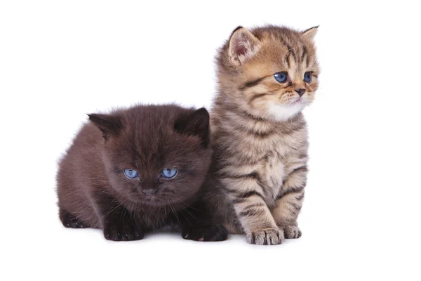 Dvě britské koťata — Stock fotografie