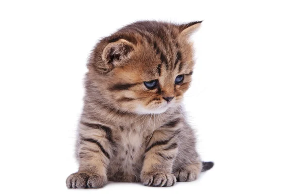 The striped British kitten sits exactly — Stock Photo, Image