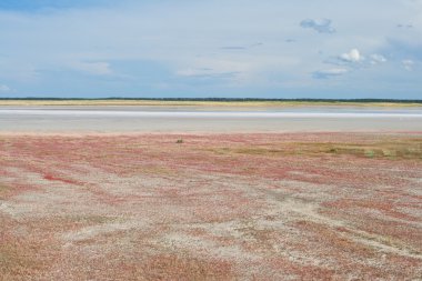 Salicornia tuzlu göl kıyısında