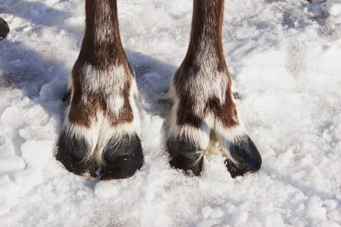Hoofs of a reindeer clipart