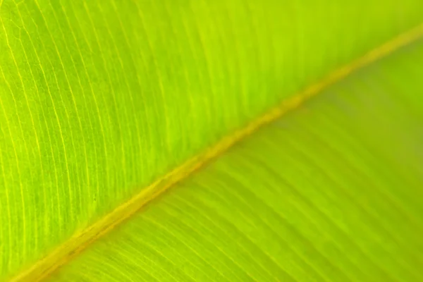 Yeşil bir yaprağın dokusu — Stok fotoğraf