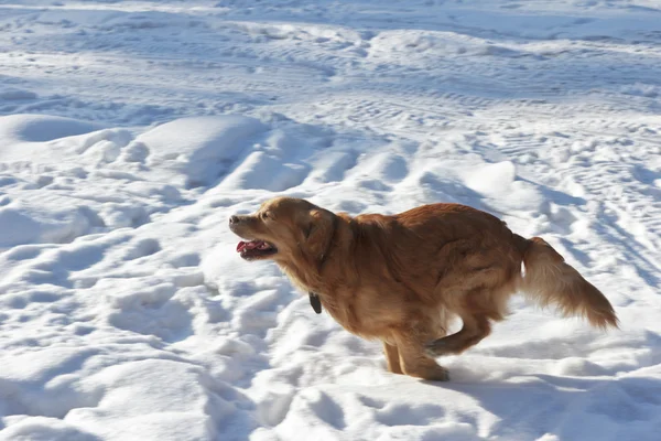 The beautiful golden retriever runs on park in winter — Stock Photo, Image