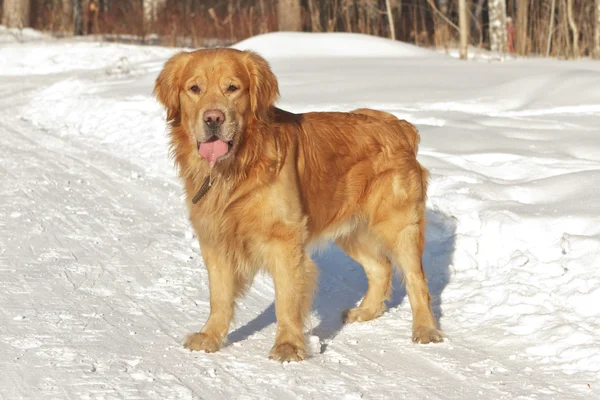 Portrait of golden retriever in the nature on snow — Stock Photo, Image