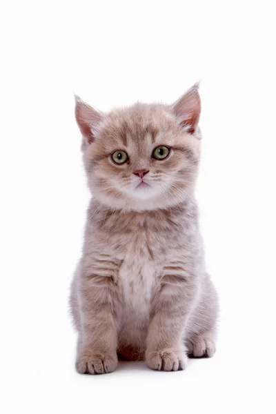 영국 품종의 젊은 고양이 — 스톡 사진