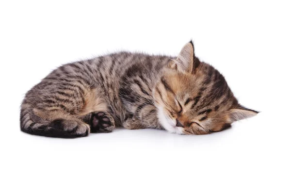 Hermoso gatito rayado — Foto de Stock
