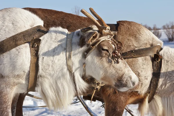 The reindeer — Stock Photo, Image