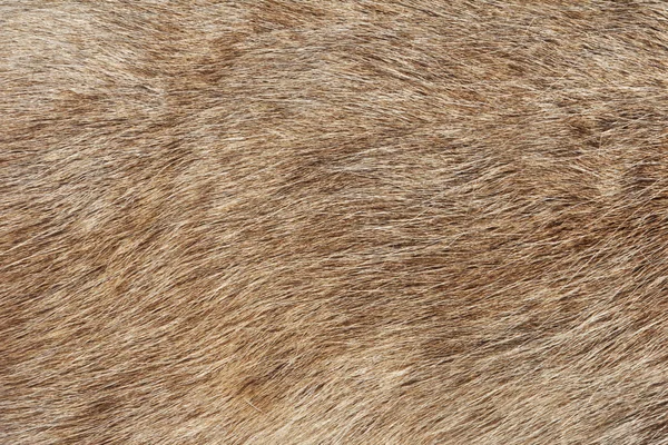 Skin of Northern deer — Stock Photo, Image