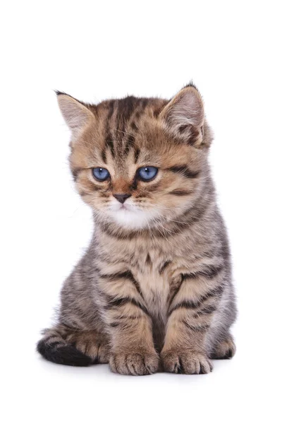 The British striped kitten — Stock Photo, Image