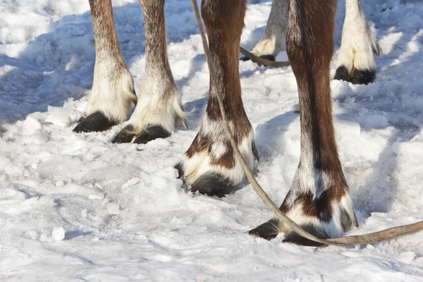 Four feet of reindeer. — Stock Photo, Image
