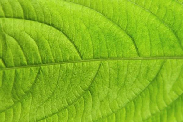 Yeşil yaprak dokusu — Stok fotoğraf