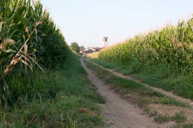 Mısır tarlasında bir farm yakınındaki yolda