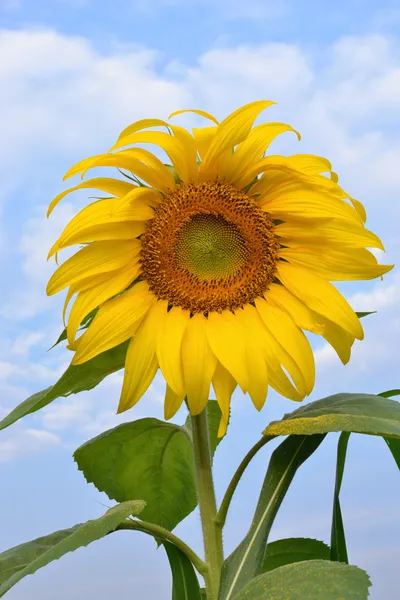 Сонце квітка — стокове фото
