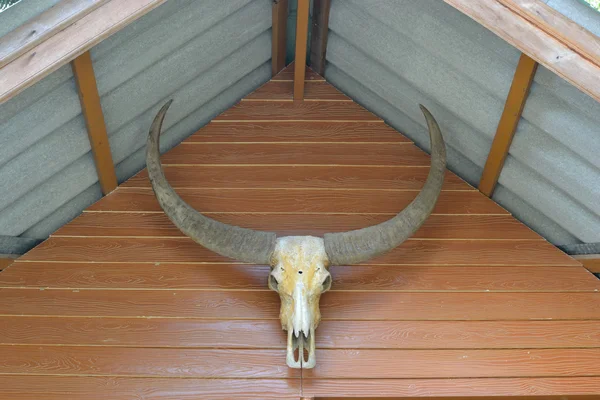 Stock image Bull skull