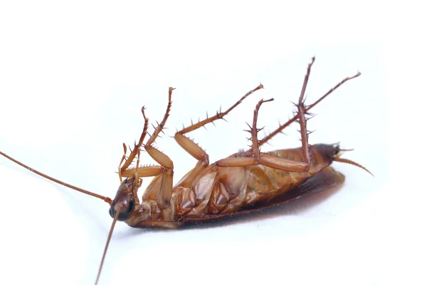 Cucaracha —  Fotos de Stock