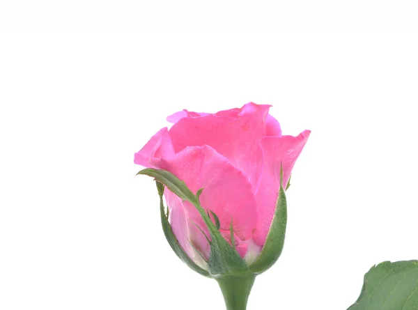 पिंक गुलाब — स्टॉक फ़ोटो, इमेज