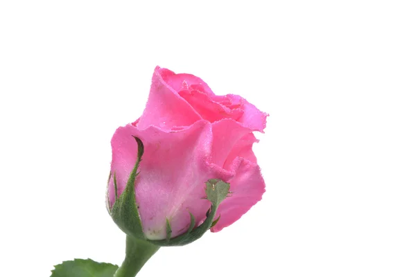 Roze roos — Stockfoto