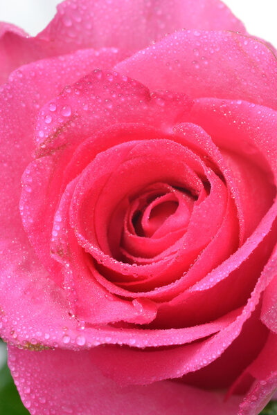 Close up view of pink rose on white background.