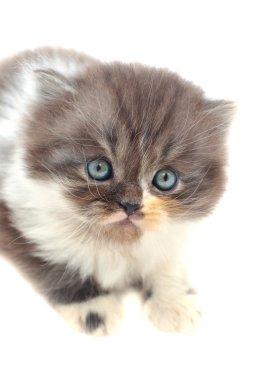 Farsça kedi yavrusu