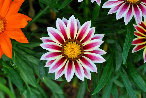 Fiore bicolore — Foto Stock