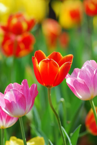 Jardín de tulipán — Foto de Stock