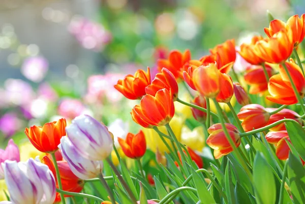 Jardín de tulipán —  Fotos de Stock