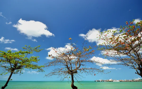 De boom met blauwe oceaan achtergrond. — Stockfoto